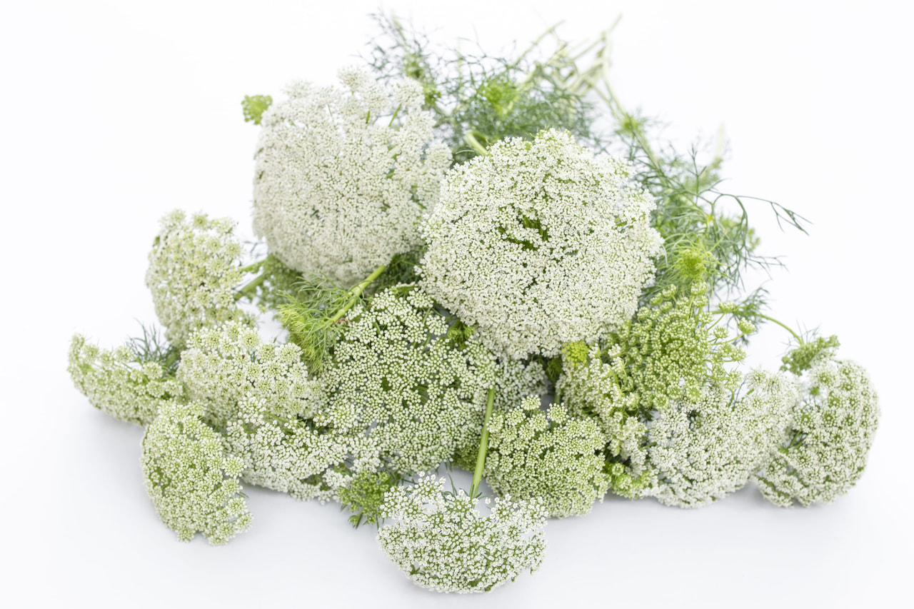 Ammi Casablanca, Loukykvět