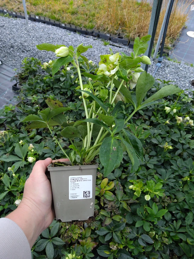 Jouluruusu Pretty Ellen White Spotted - 10. 10. 2025