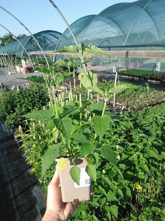Agastache Alabaster - 13. 7. 2026
