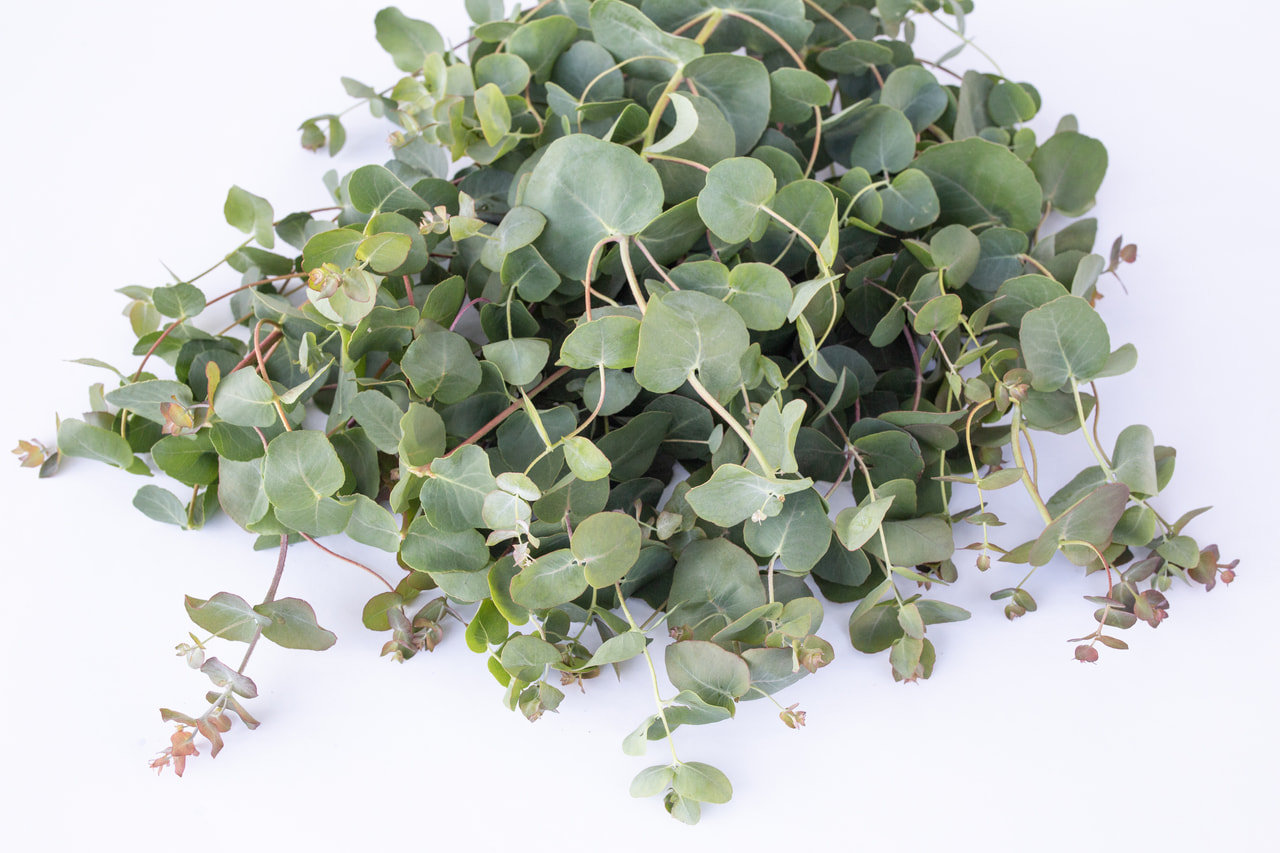 Eucalyptus Small Leaved Gum, Loukykvět