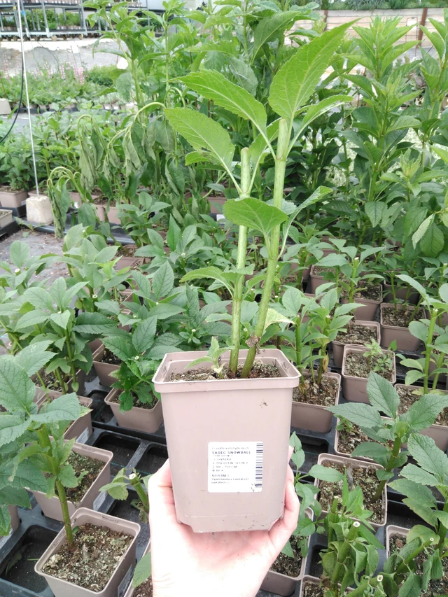 Punalatva Snowball - 2024