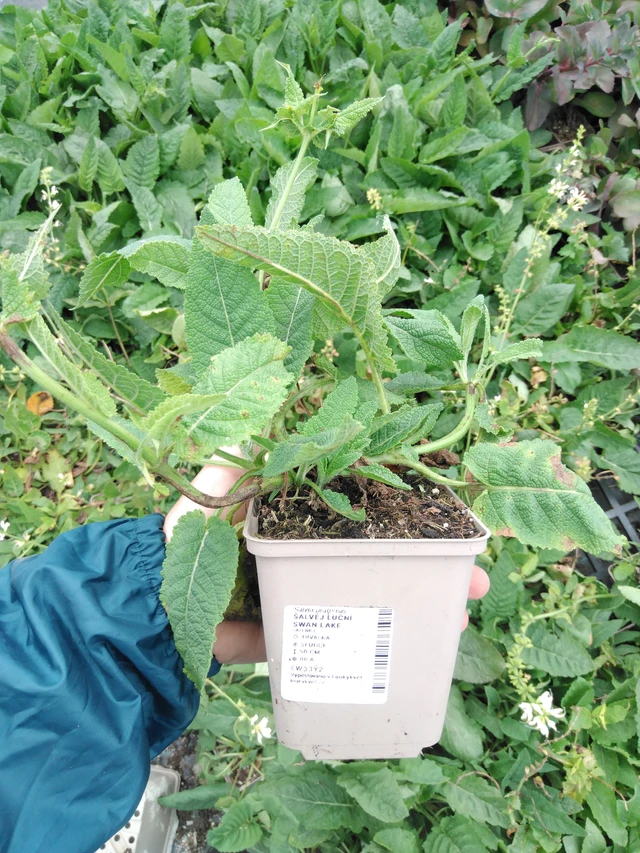 Salvia pratensis Swan Lake - 2024