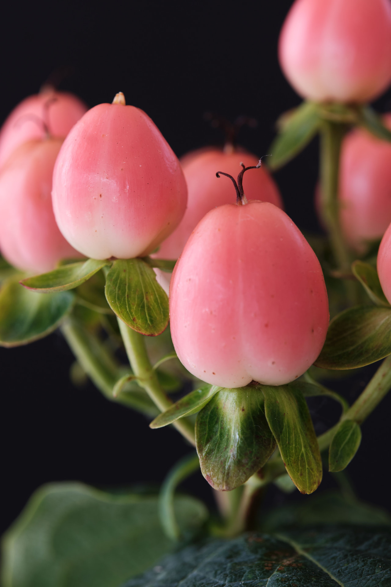 Kuisma Magical Royal Princess, Loukykvět