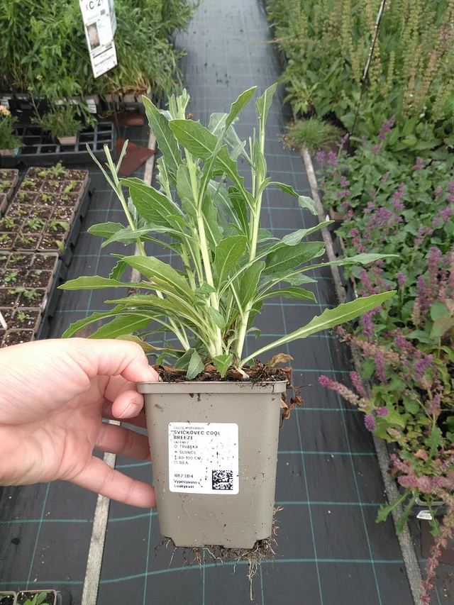 Kesäkynttilä Cool Breeze - 11. 7. 2025