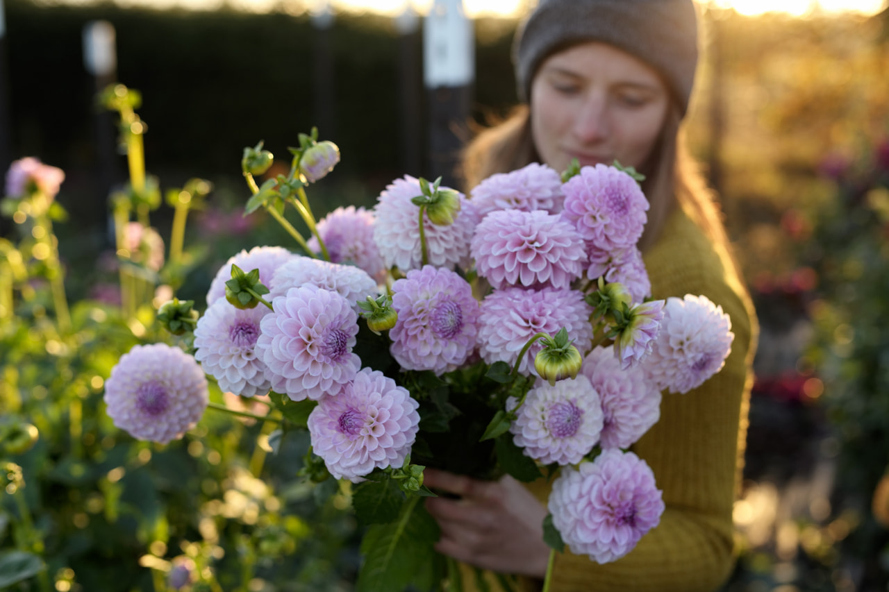 Daalia Megan Dean, Loukykvět