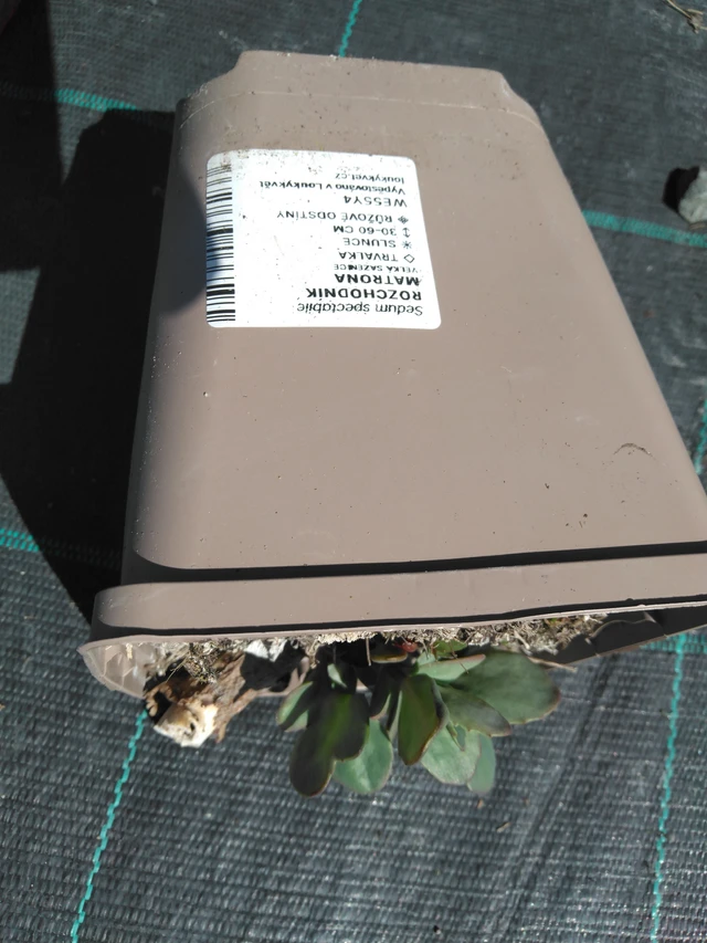 Sedum Matrona - 3. 4. 2025