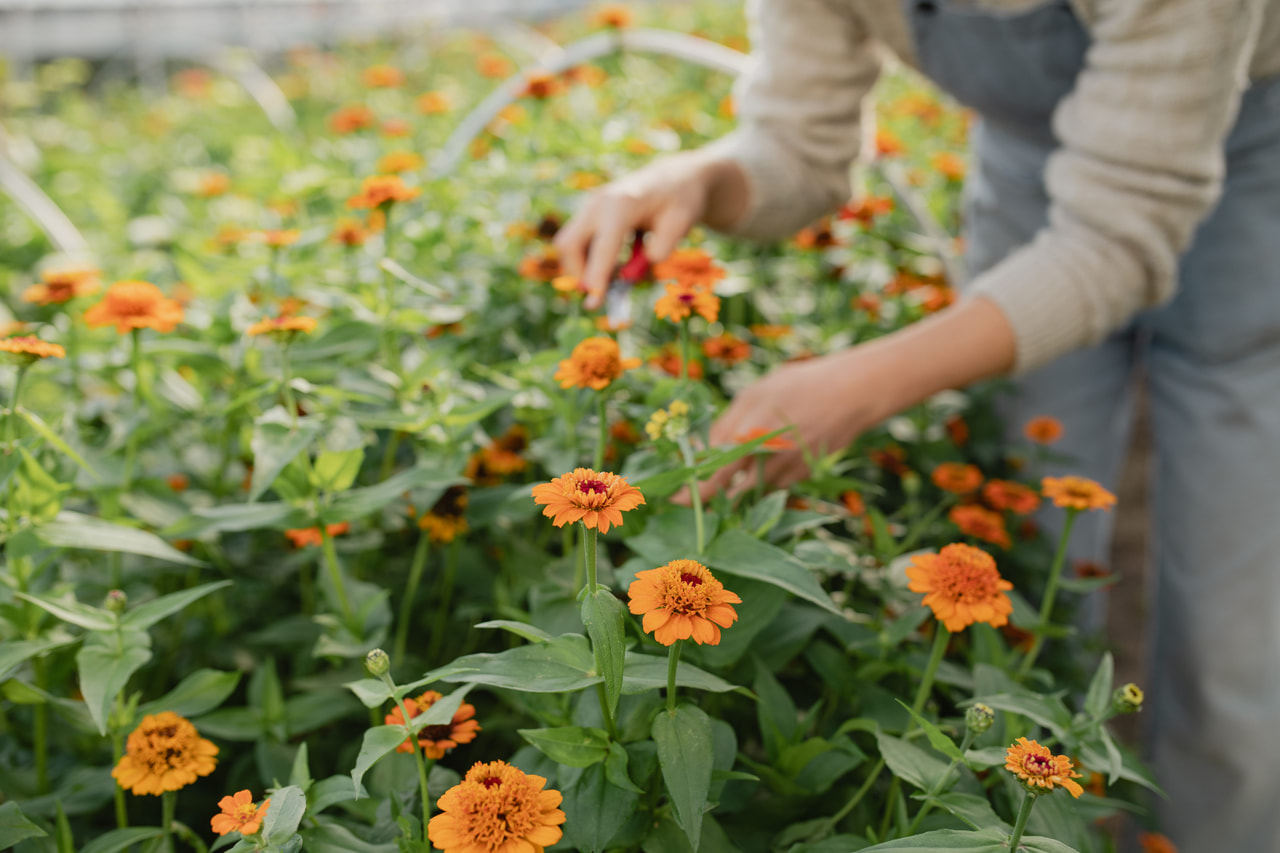 Pruudisõlg Zinderella Orange, Loukykvět