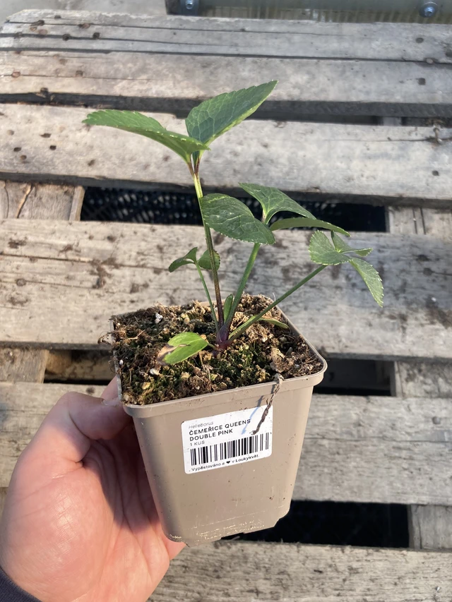 Jouluruusu Queens Double Pink - 2024