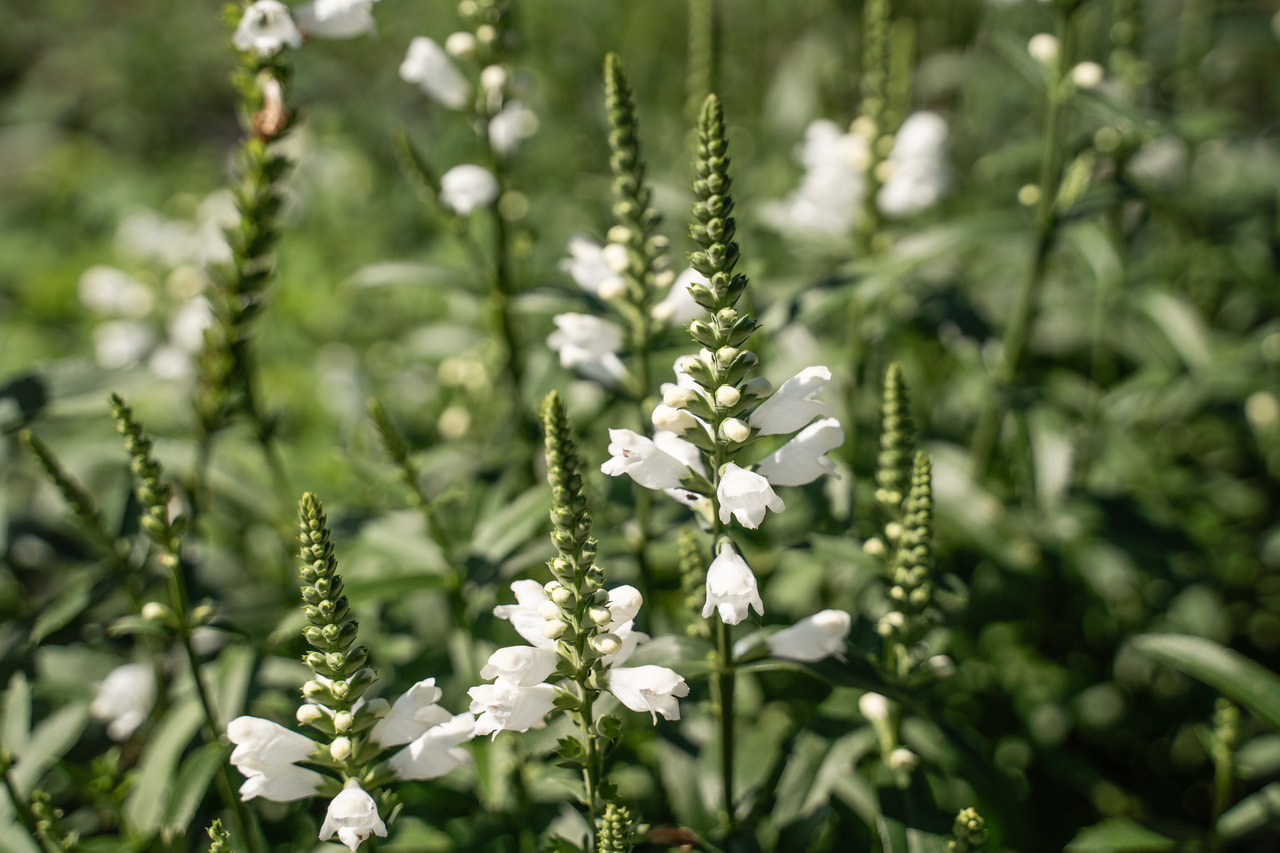 Kellopeippi Alba, Loukykvět