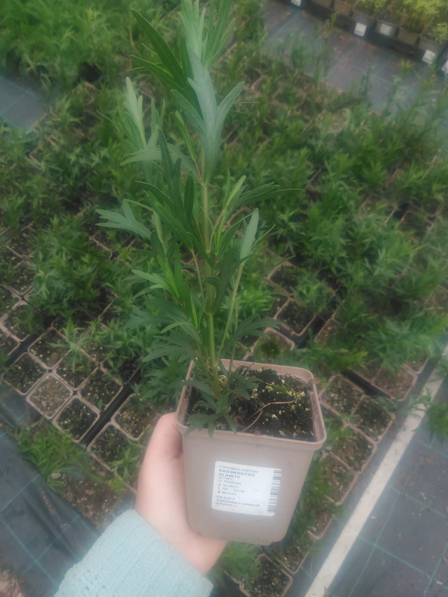 Prairie Coreopsis - 2024