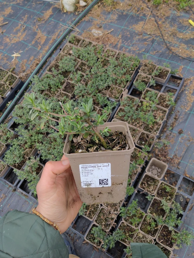 Päivännouto The Bride - 21. 4. 2026