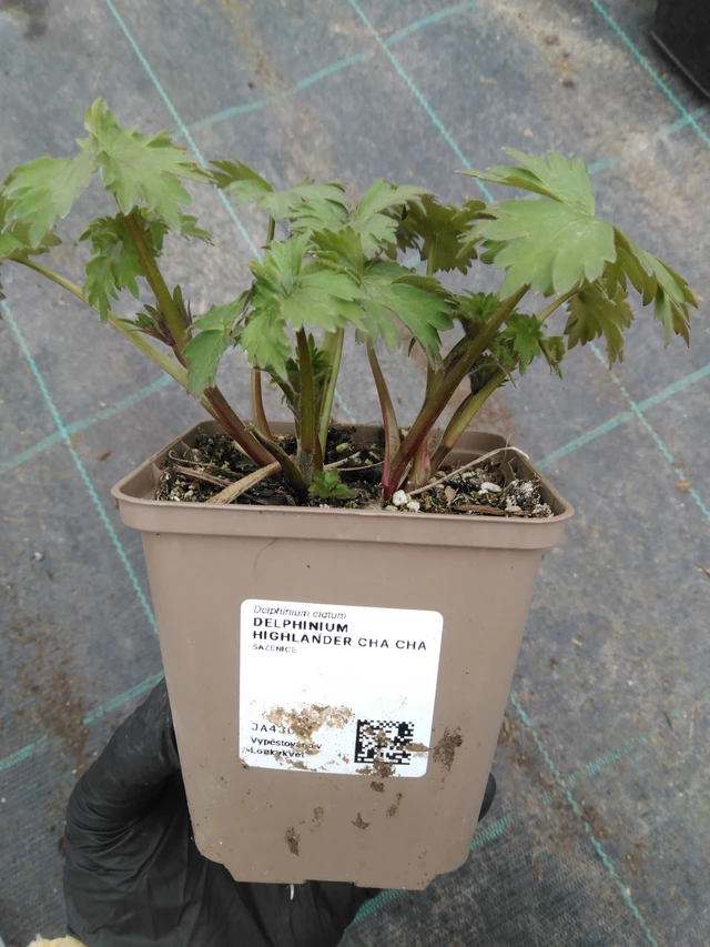 Espuela de caballero Highlander Cha Cha - 1. 4. 2026