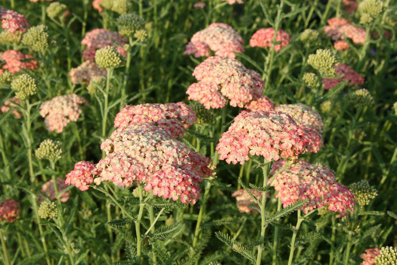 Siankärsämö Lachsschönheit, Loukykvět