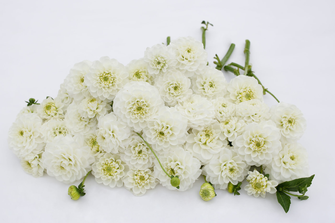 Daalia Orsett Beauty, Loukykvět