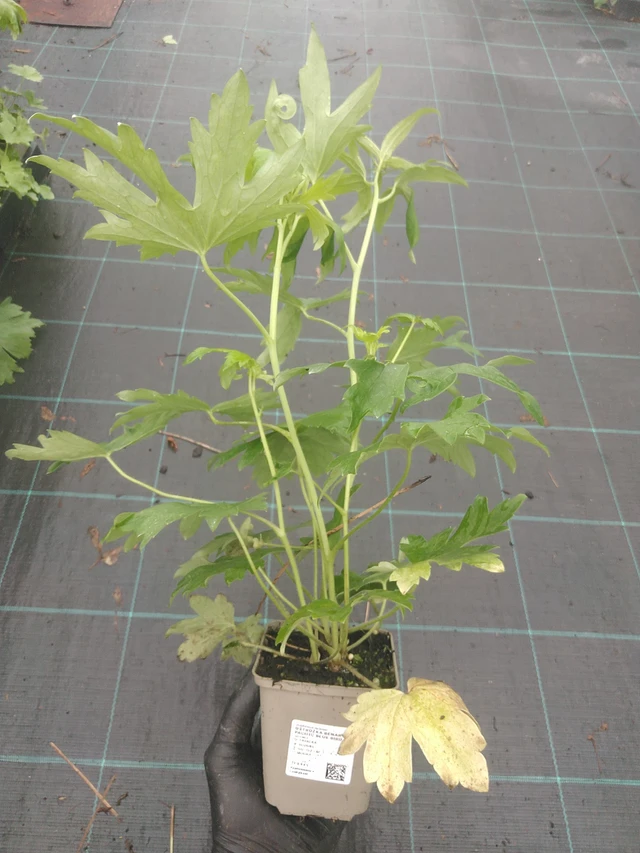 Ritarinkannus Benary’s Pacific Blue Bird - 4. 8. 2025