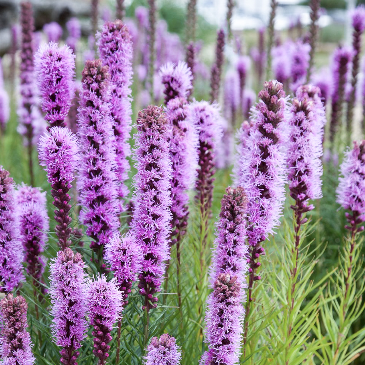 Liatris Floristan Violett, Loukykvět
