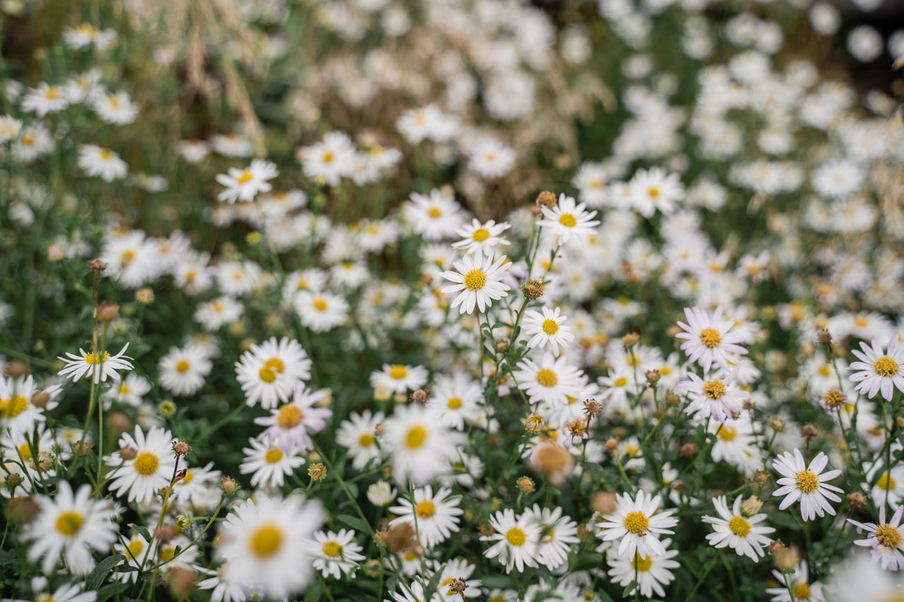 Siperianasteri Starshine, Loukykvět
