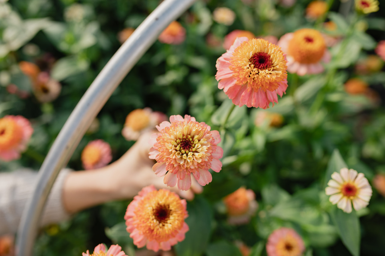 Tsinnia Zinderella Peach, Loukykvět