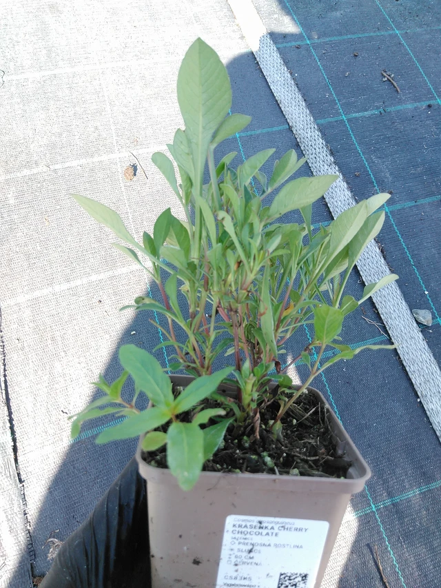 Kosmoskukka Cherry Chocolate - 19. 8. 2025