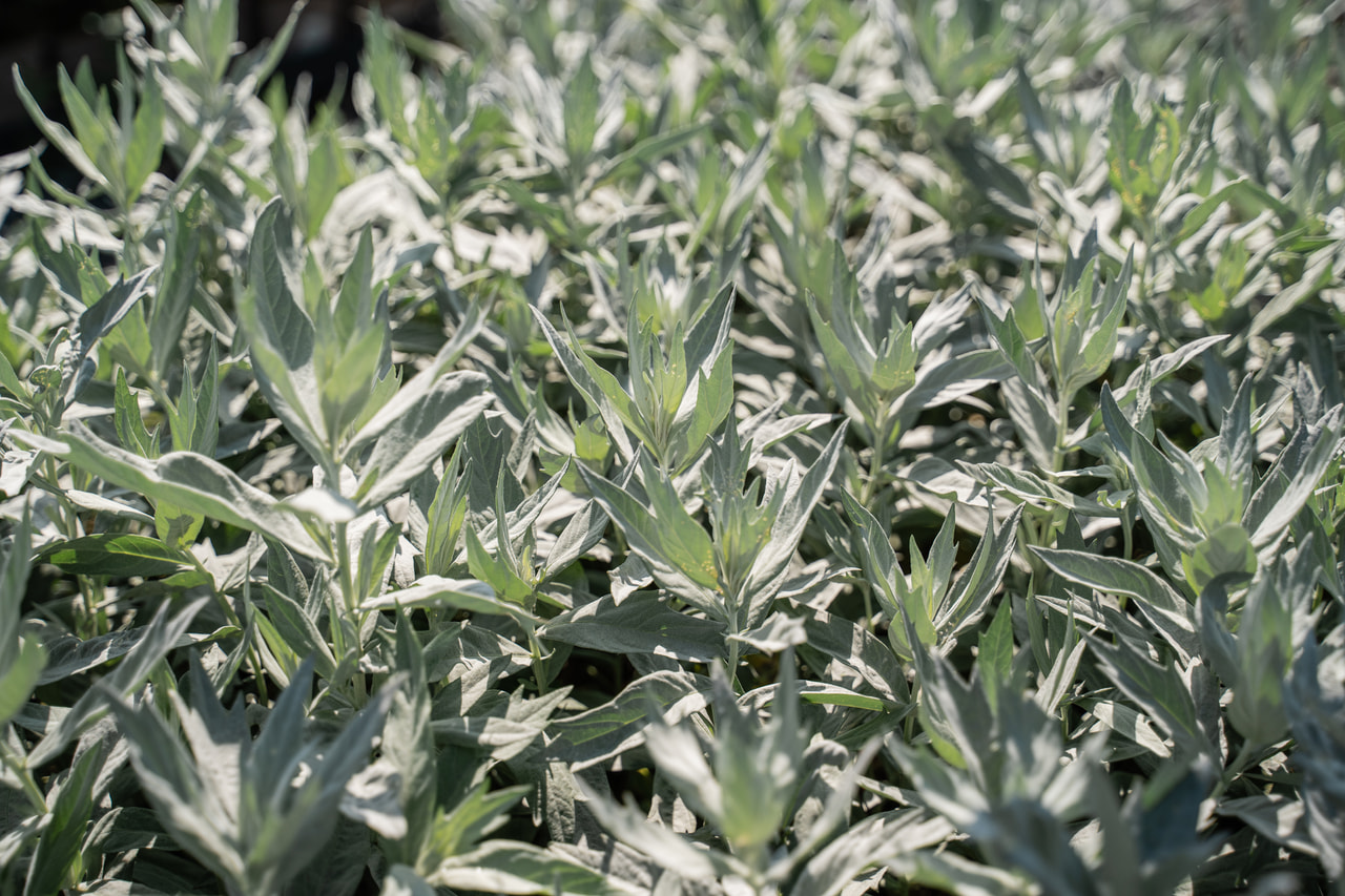 Artemisia ludoviciana Valerie Finnis, Loukykvět
