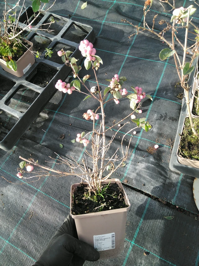 Lumimarja Magical Temptation - 31. 10. 2025