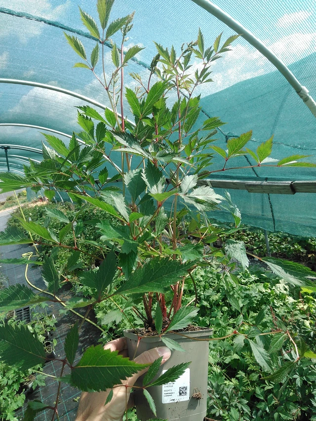 Jaloangervo Erika - 24. 6. 2025