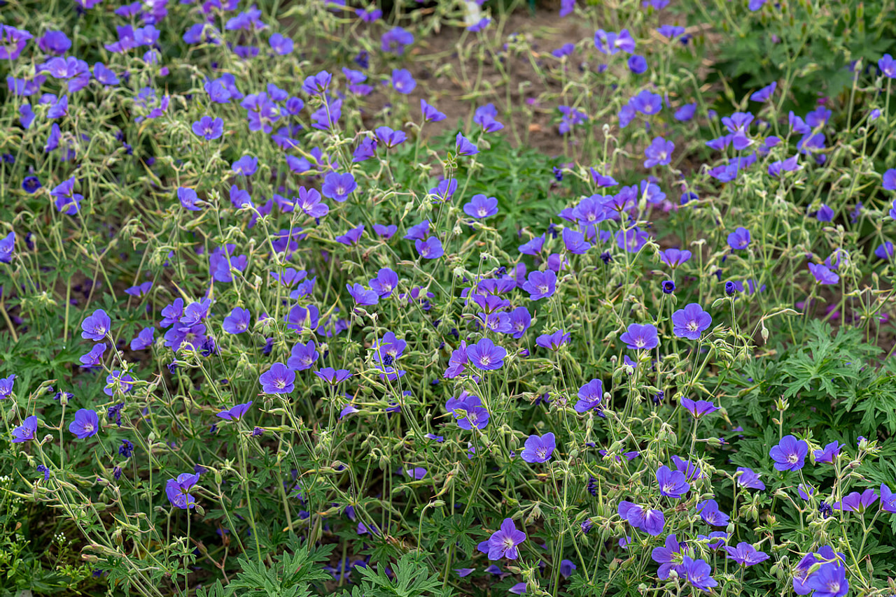 Kurjenpolvi Brookside, Loukykvět
