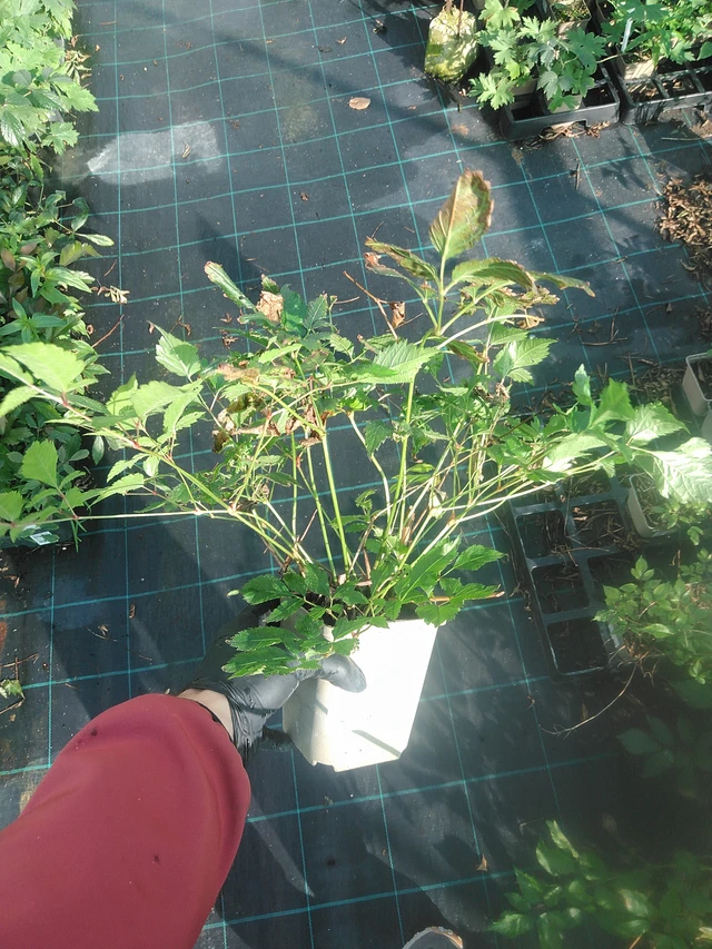 Jaloangervo Diamant - 13. 10. 2025