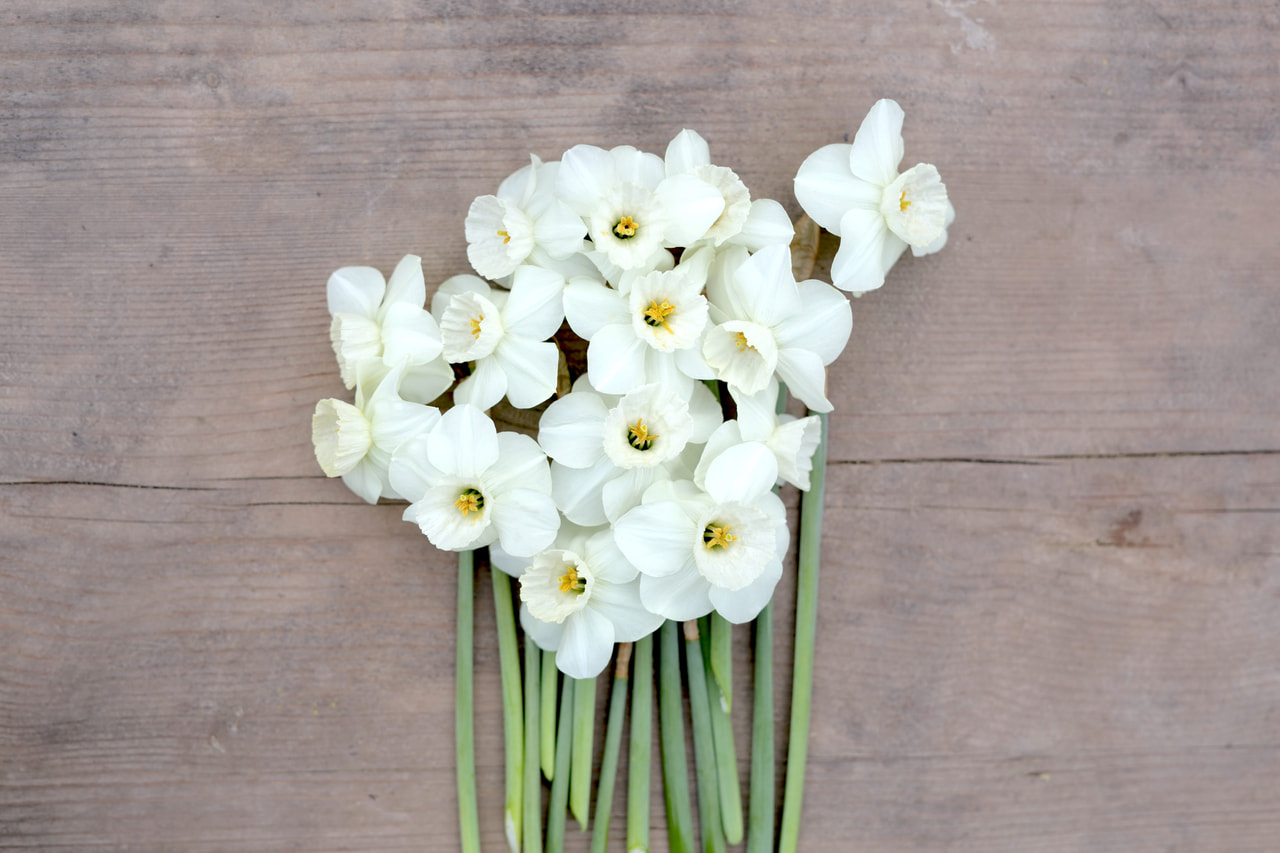 Narciso Stainless, Loukykvět