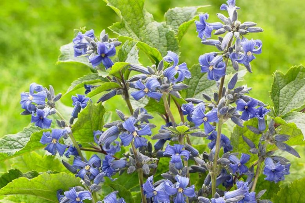 Clematis New Love, Loukykvět