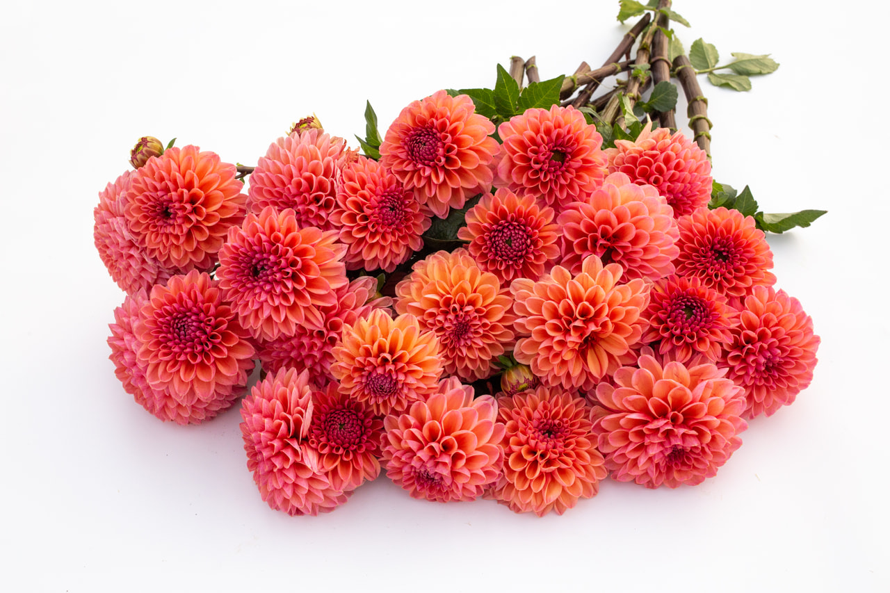 Daalia Daisy Duke, Loukykvět