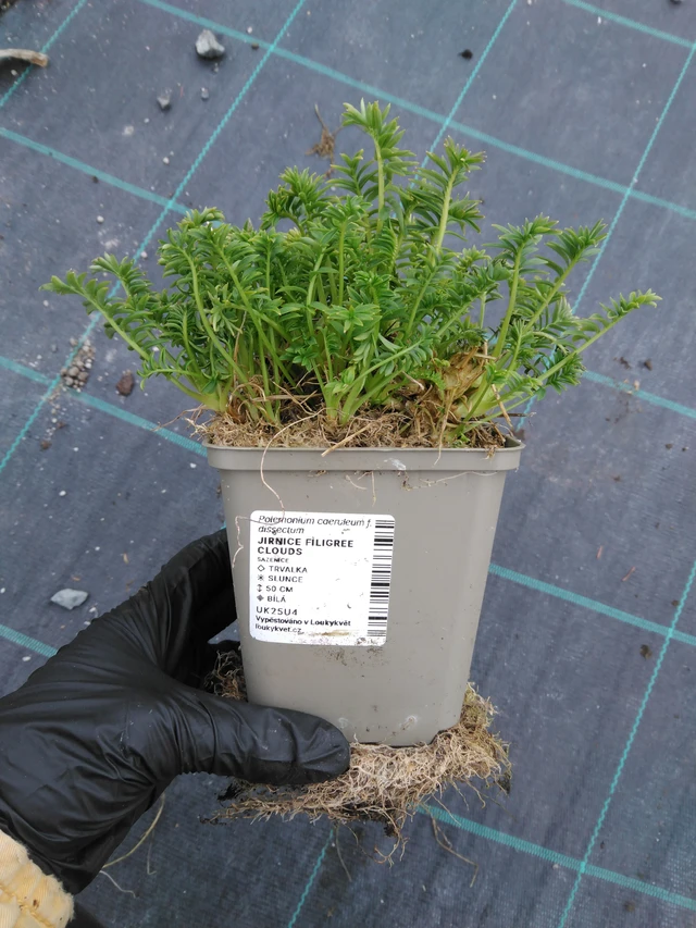 Sinilatva Filigree Clouds - 1. 4. 2026