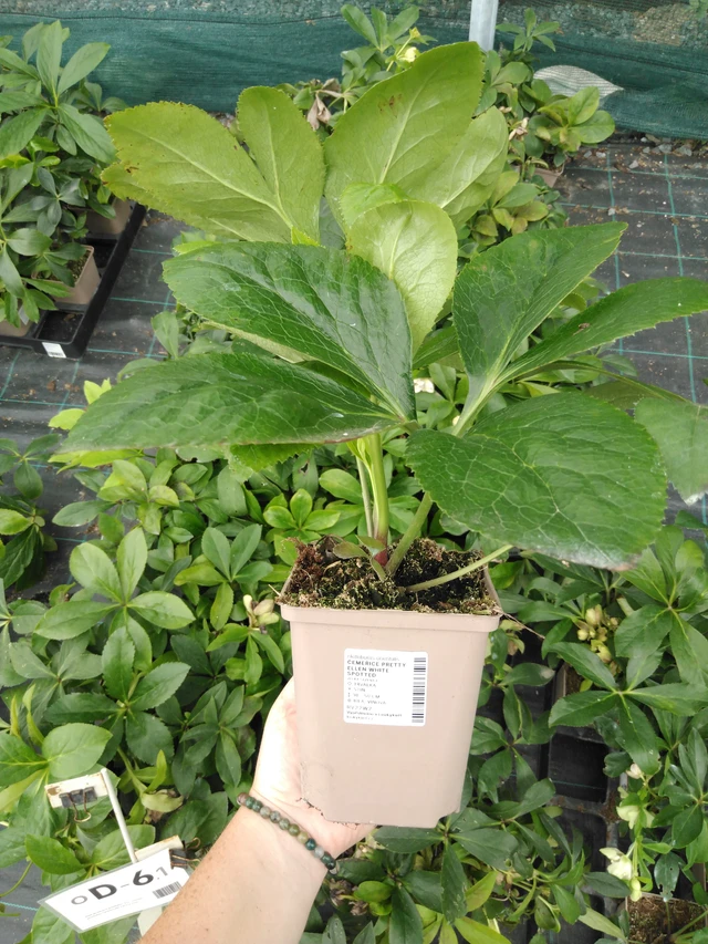 Jouluruusu Pretty Ellen White Spotted - 2024