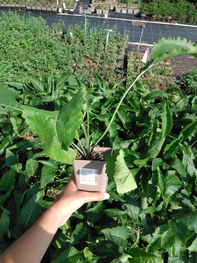 Preeriahelmikki - 2024