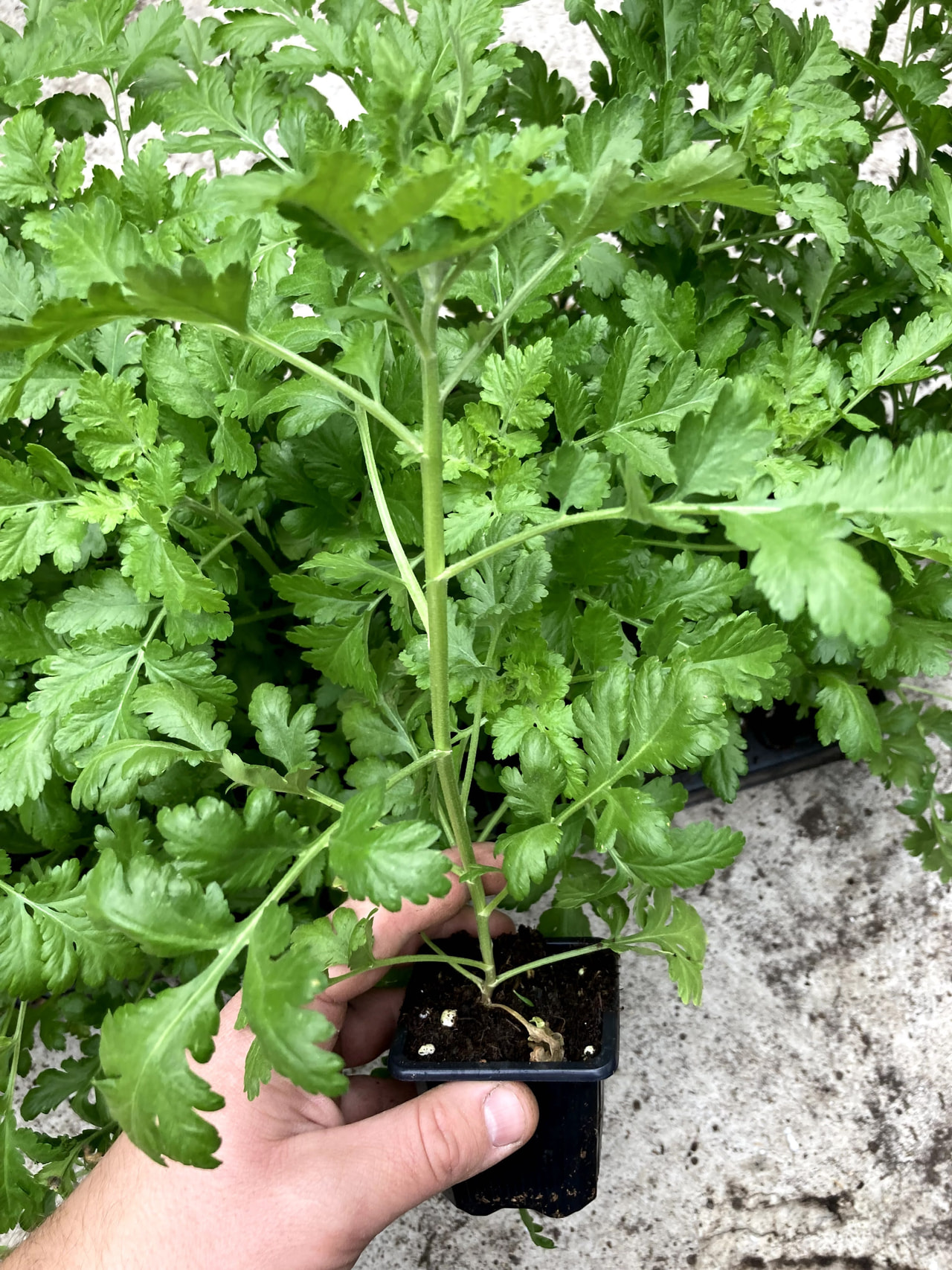 Reunuspietaryrtti Amero, Loukykvět