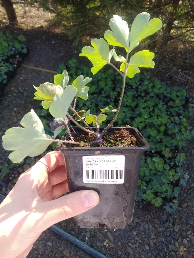 Aguileña Bordeaux Barlow - 2024