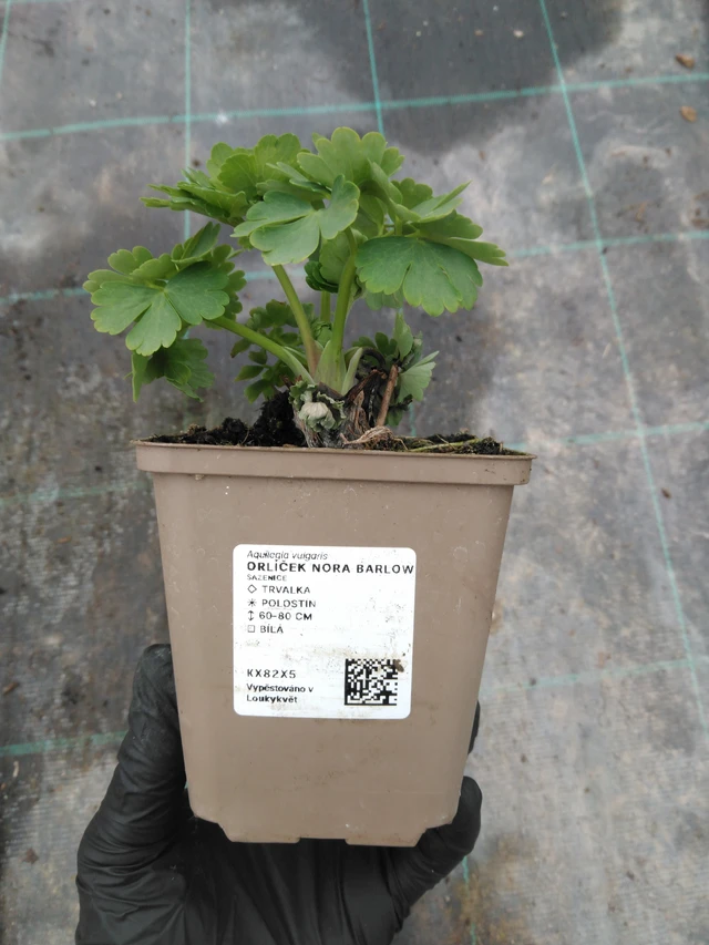 Lehtoakileija Nora Barlow - 1. 4. 2026