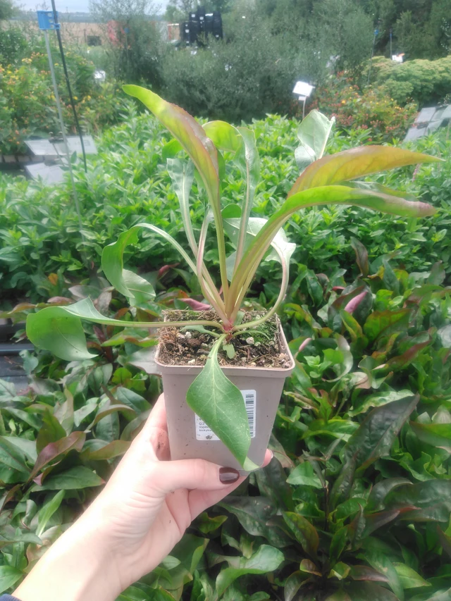 Sormipipo Mystica - 2024