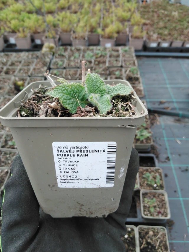 Salvia verticillata Purple Rain - 8. 4. 2025