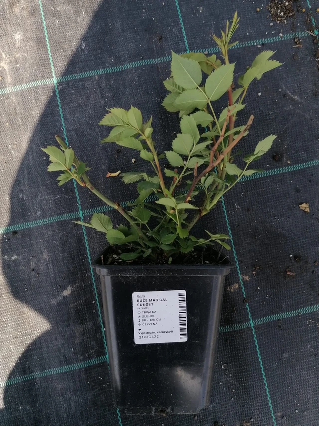 Rosa Magical Sunset - 2024