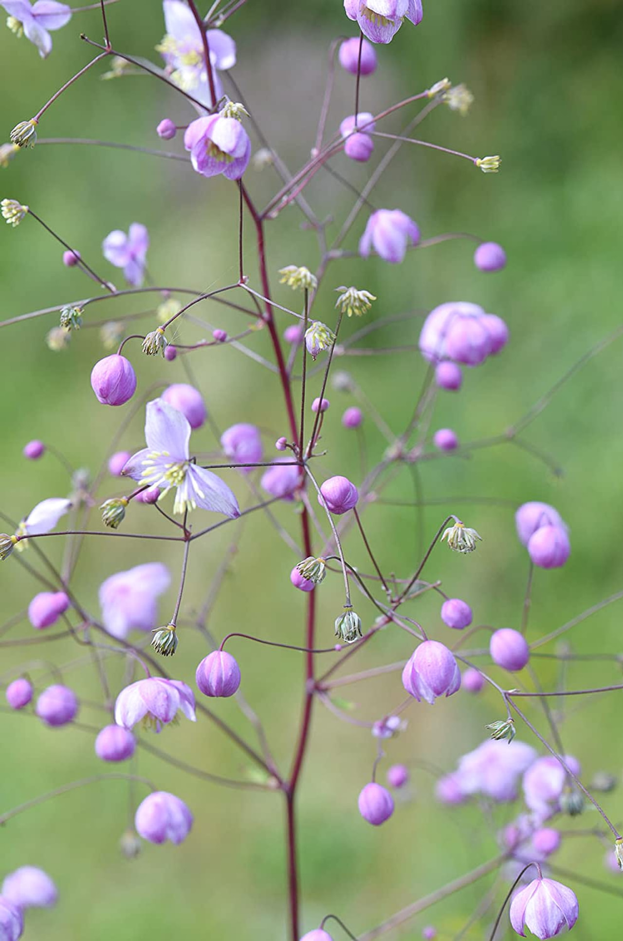 Ängelmä Splendide, Loukykvět