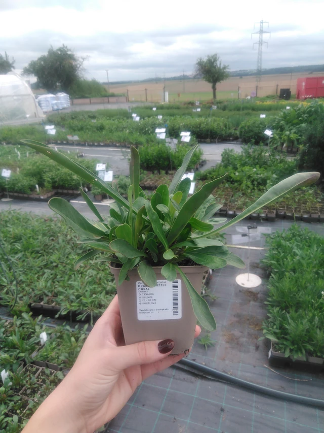 Partapipo Twizzle Coral - 2024