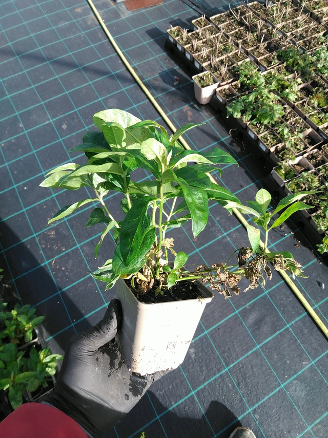 Leimu Franz Schubert - 31. 10. 2025