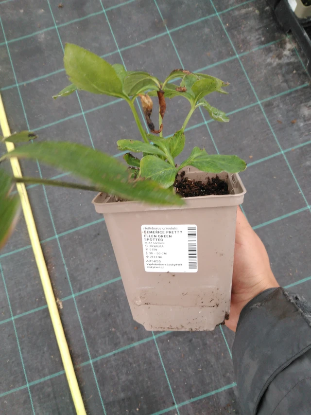 Jouluruusu Pretty Ellen Green Spotted - 10. 9. 2025