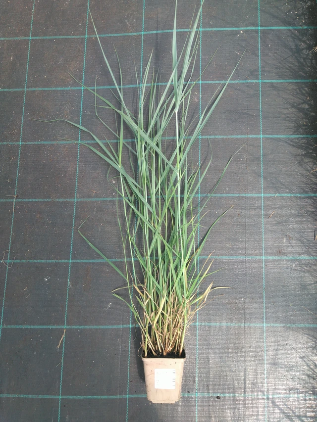 Virginianhirssi Prairie Sky - 10. 7. 2025