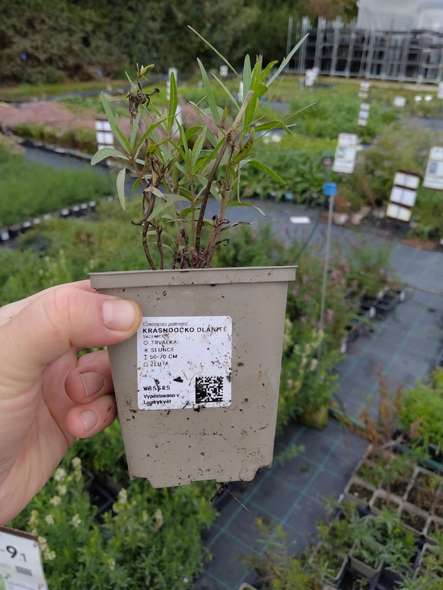 Prairie Coreopsis - 9. 10. 2025