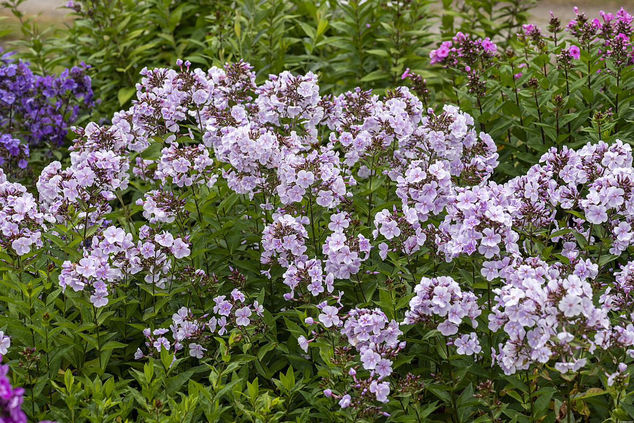 Leimu Franz Schubert, Loukykvět