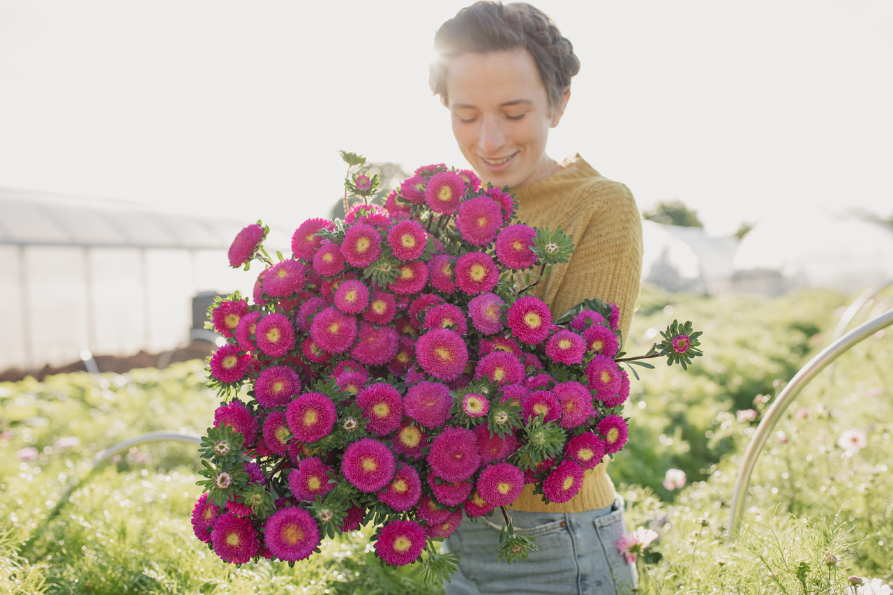 Kiinanasteri Bonita Pink, Loukykvět