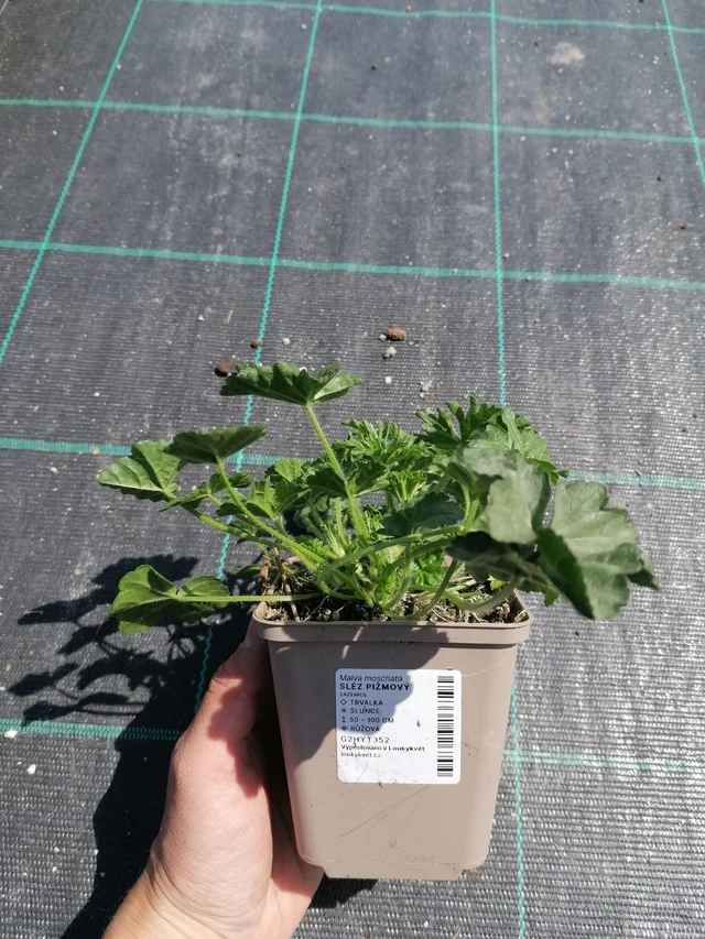 Malva moschata - 2024