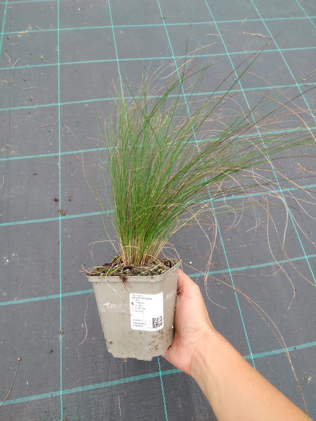 Stipa pennata - 10. 9. 2025